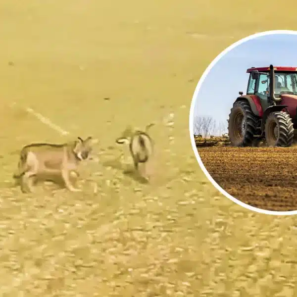 Un agricultor de León se encuentra frente a frente con tres lobos ibéricos