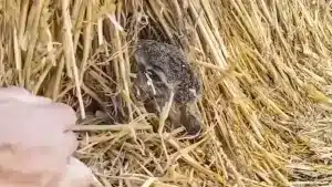 Un agricultor rescata a este ‘afortunado’ animal tras ser engullido y empacado por una cosechadora