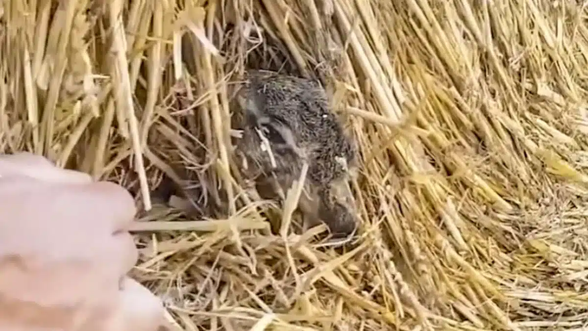 Un agricultor rescata a este 'afortunado' animal tras ser engullido y ...