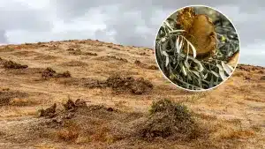 Cien agricultores andaluces verán sus tierras expropiadas y sus 100.000 olivos talados para hacer una planta fotovoltaica