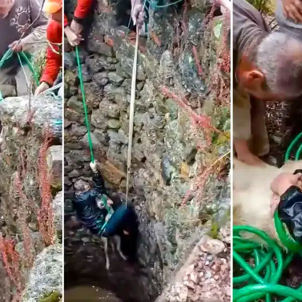 Un cazador da una lección de amor por su perro jugándose la vida en un pozo para rescatarlo