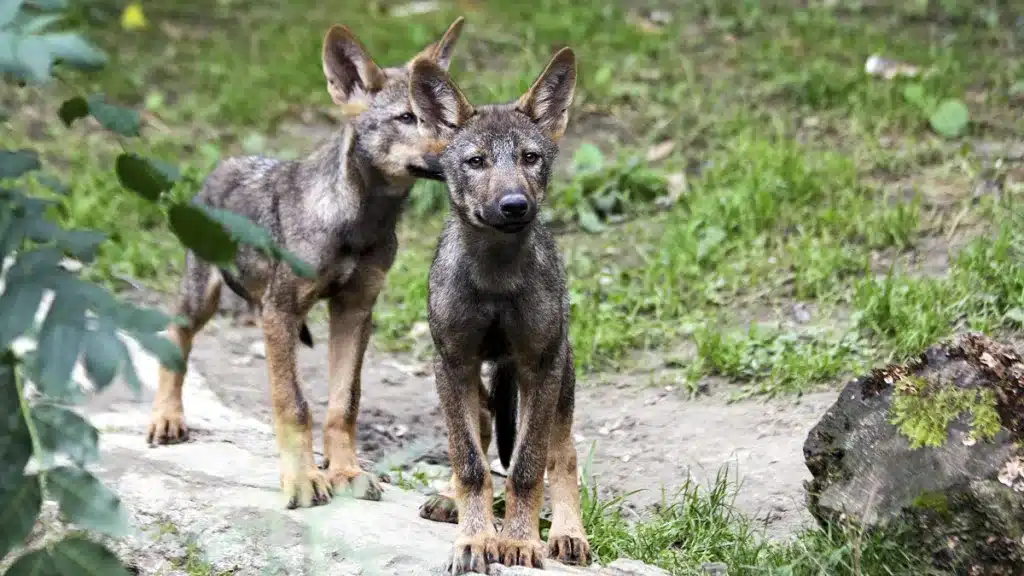 censo lobo