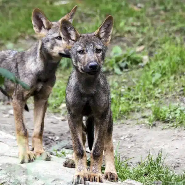 censo lobo