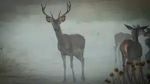 Un ciervo mata a un hombre y hiere a otras dos personas en una finca de Granada