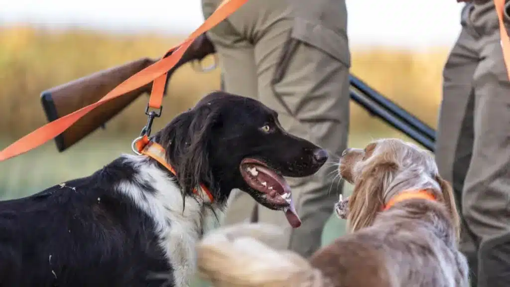 Decathlon rebaja el precio de una de sus correas para perros de tres posiciones mejor valoradas