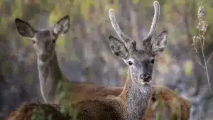 Ciervo ibérico.