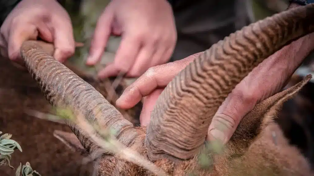 Detalle de los cuernos de un arruí.