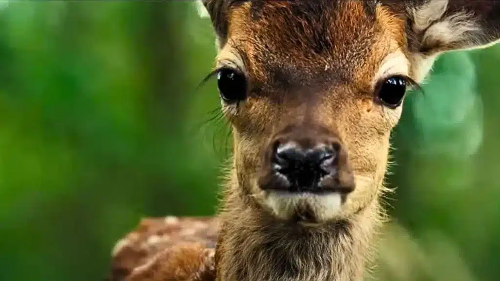 Ruedan una nueva versión de Bambi con animales reales y los animalistas la critican