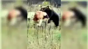 Toro vs oso: este vídeo demuestra cuál es más fuerte