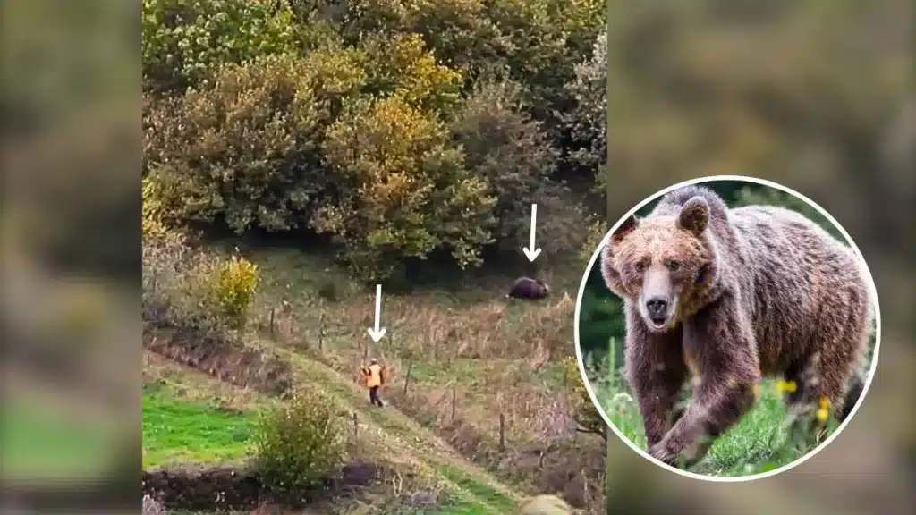 Un asturiano intenta cazar jabalíes sin darse cuenta de que un oso de 150 kilos aparece junto a él