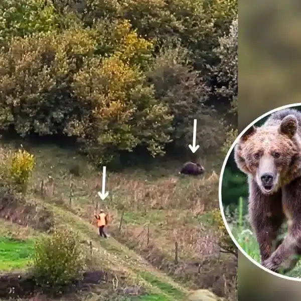 Un asturiano intenta cazar jabalíes sin darse cuenta de que un oso de 150 kilos aparece junto a él