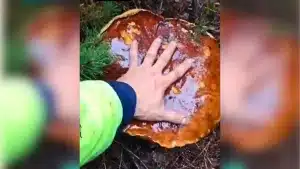 Encuentran un boletus de casi cuatro kilos en Zamora