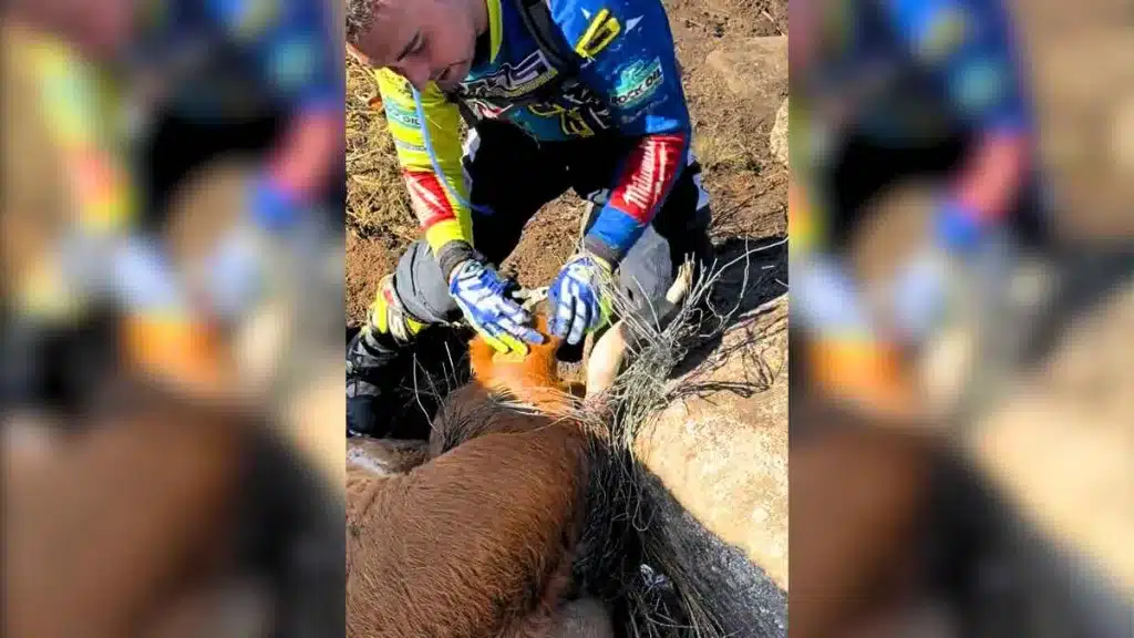 Un motorista va por mitad del campo y se topa con una vaca en serios apuros