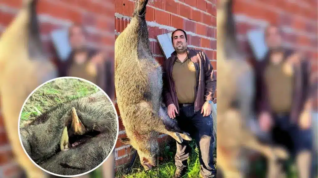 Cazó un jabalí de 140 kilos en Toledo.