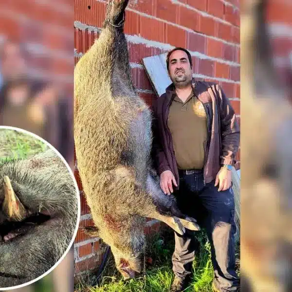 Cazó un jabalí de 140 kilos en Toledo.