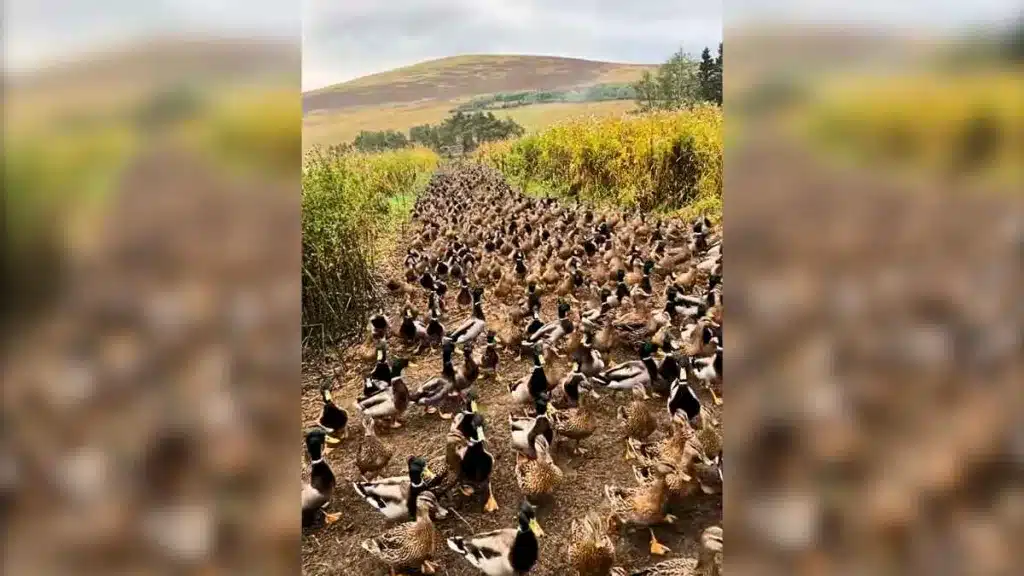 Un coto de ensueño para cualquier cazador