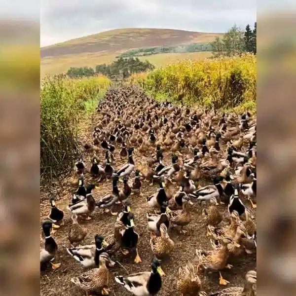 Un coto de ensueño para cualquier cazador