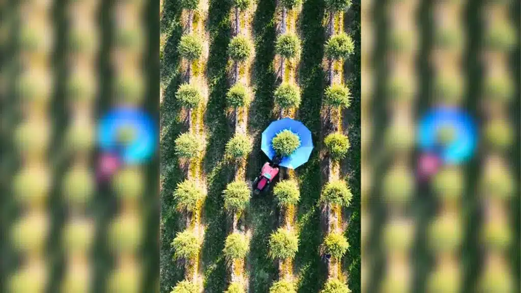 La hipnótica imagen de un agricultor recogiendo almendra a vista de dron