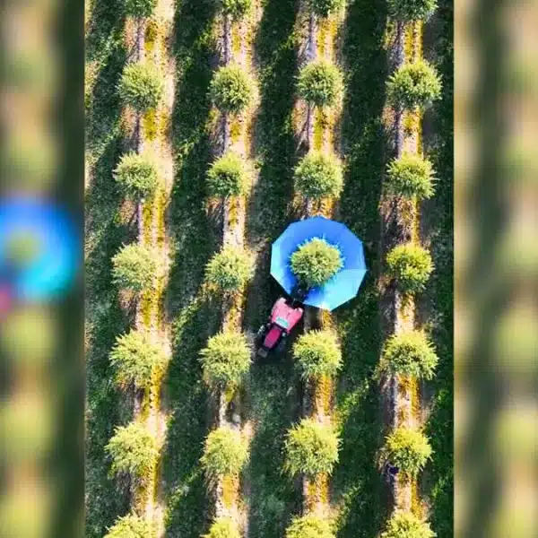 La hipnótica imagen de un agricultor recogiendo almendra a vista de dron