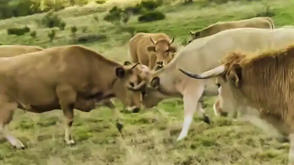 Un ganadero muestra el estado de shock en el que quedan sus vacas tras un ataque de lobo