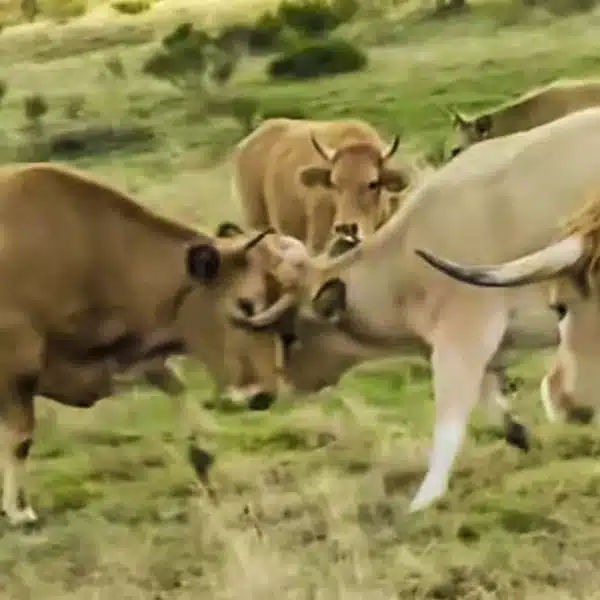 Un ganadero muestra el estado de shock en el que quedan sus vacas tras un ataque de lobo