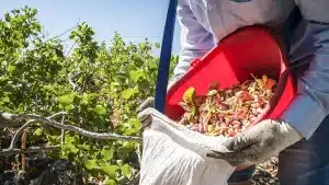 El ingenioso uso que unos científicos han hallado para reciclar las cáscaras de pistacho, almendra y nuez