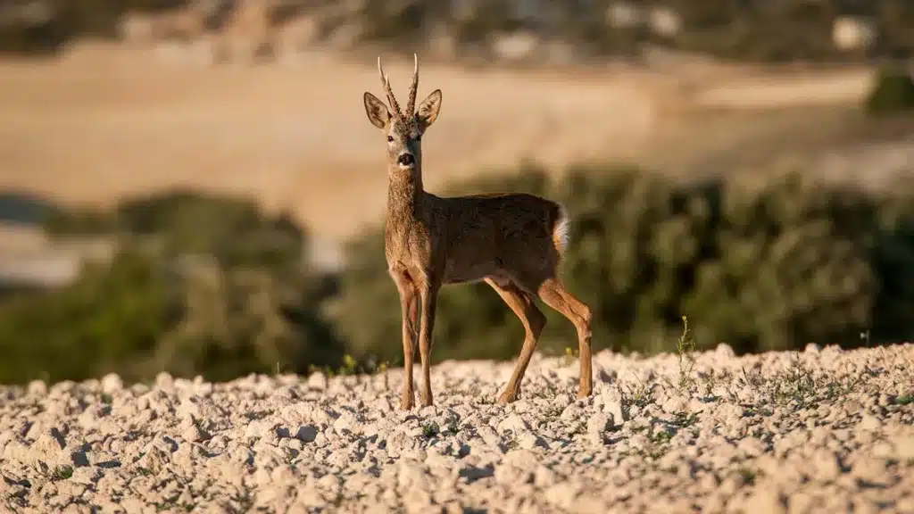 Corzo en una tierra de cultivo.