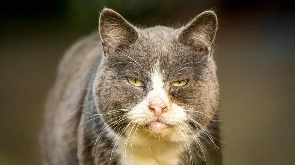 Un gato asilvestrado es un temible depredador de especies protegidas.