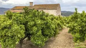 Hacienda necesita vender seis fincas rústicas y las pone en venta a partir de 225 euros: así puedes participar