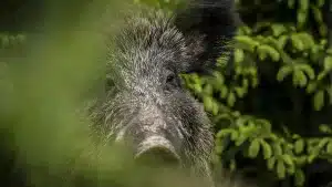 Galicia declara la emergencia cinegética y permite cazar el jabalí sin cupo en 260 pueblos