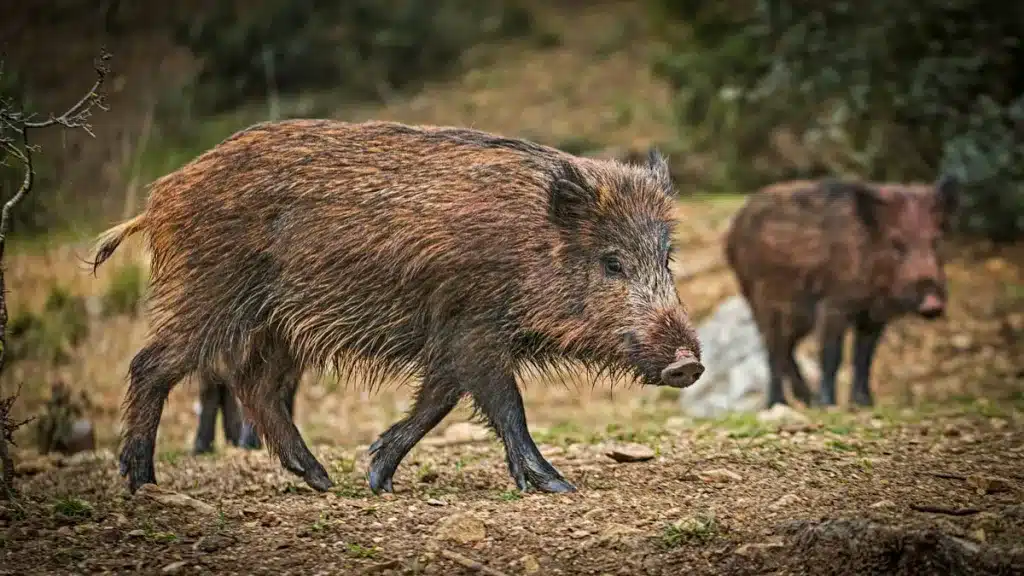 Extremadura declara la emergencia cinegética y modifica los cupos de jabalí, ciervo, gamo y muflón