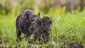 El jabalí que destruyó un alijo de cocaína de 20.000 euros y otros cochinos que se hicieron famosos