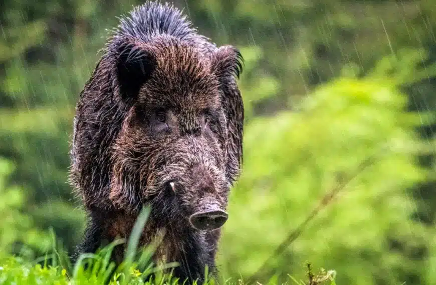 Científicos descubren cuáles son los mejores días para cazar jabalíes según la meteorología