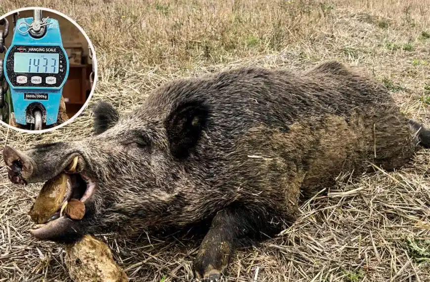 Un joven caza uno de los jabalíes más grandes de Palencia