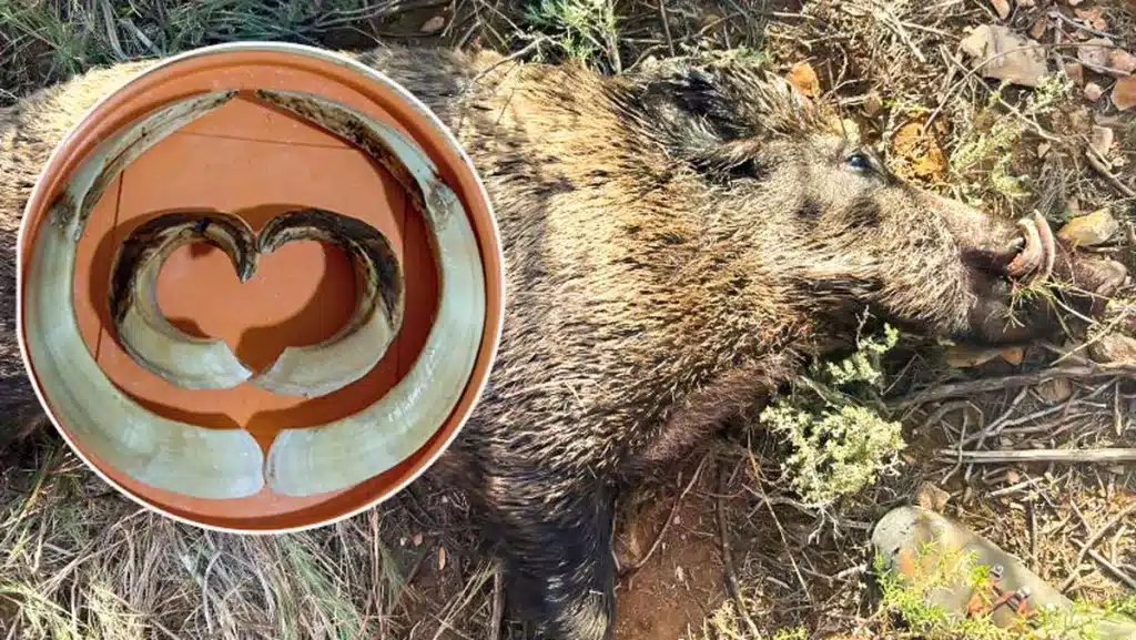 Cazan en Valencia un jabalí cuyos colmillos pasarán a la historia por sus dimensiones