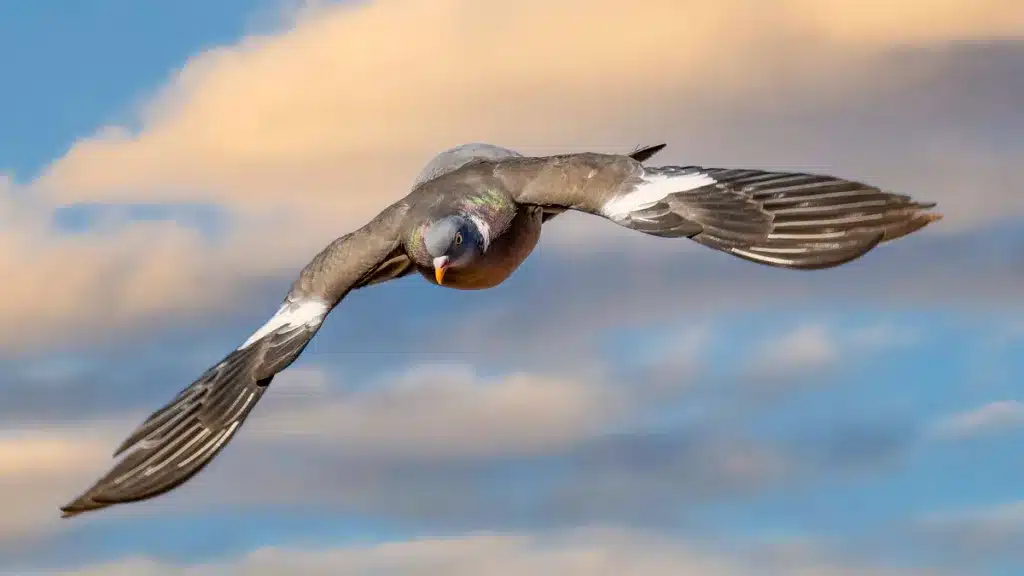 1,5 millones de palomas torcaces son avistadas sobrevolando Francia con rumbo a España