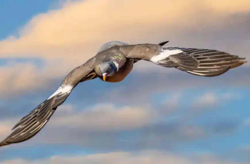 1,5 millones de palomas torcaces son avistadas sobrevolando Francia con rumbo a España