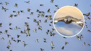 Avistan un paso de un millón de palomas: una nube de torcaces que tarda una hora y media en pasar