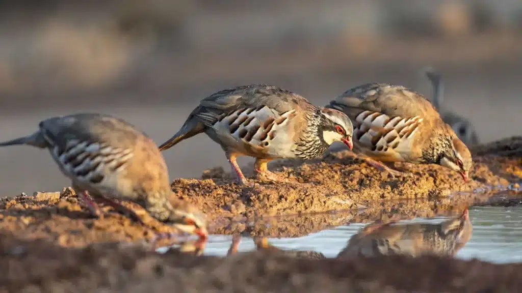 La perdiz roja ilusiona a los cazadores tras registrar un gran año de cría