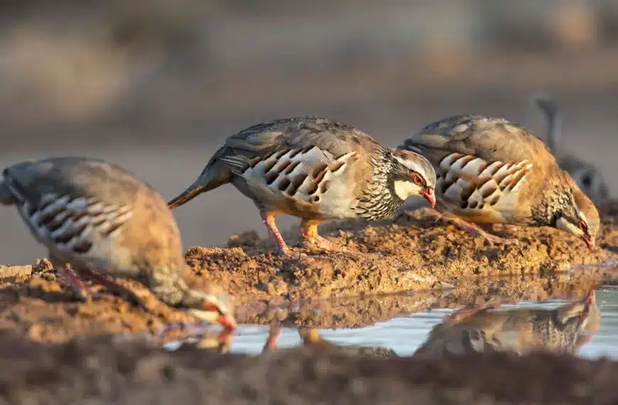 La perdiz roja ilusiona a los cazadores tras registrar un gran año de cría