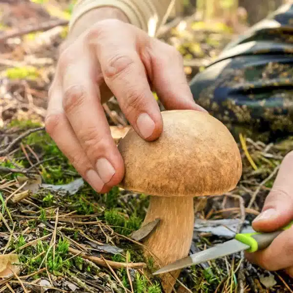 Cómo se obtiene el permiso para coger setas