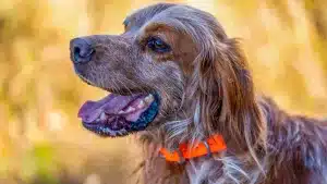 Decathlon rebaja por tiempo limitado sus productos estrella para perros