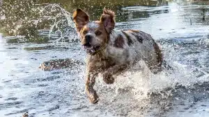 Decathlon acaba con el problema de bañar a tu perro en casa o llegar con él mojado con este invento
