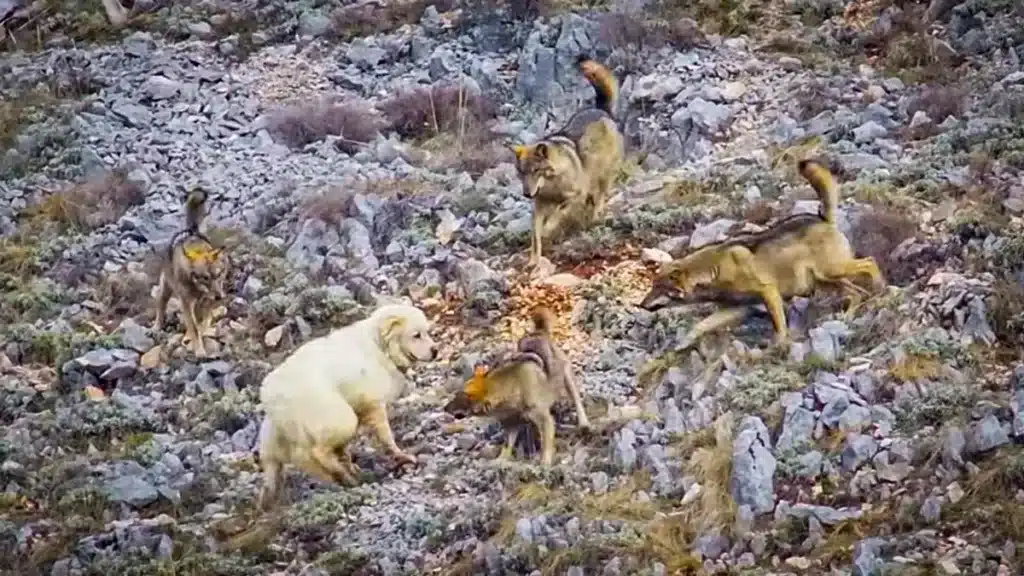 El perro frente a los lobos.