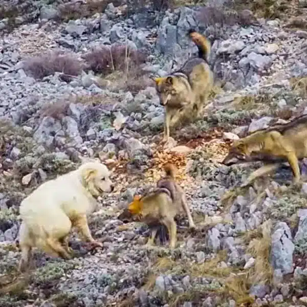 El perro frente a los lobos.