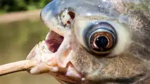 El pez ‘cometestículos’, una carpa asiática y otras extrañas especies capturadas por pescadores en Madrid