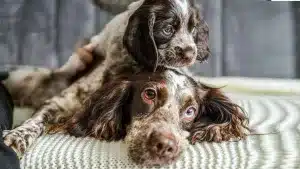 Un cachorro con su madre en una foto de archivo.