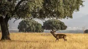 Sale a la venta un fincón de caza mayor y menor en Ciudad Real con dos casas, dos naves y nueve charcas