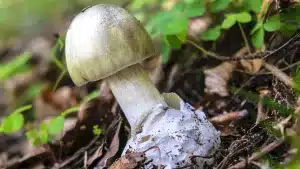 Esta es la seta que se confunde con un champiñón y que te puede provocar la muerte