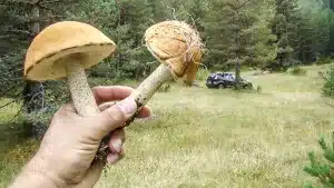 Ir a buscar setas, boletus o níscalos te puede salir caro: hasta 3000 euros de multa por circular por estos caminos